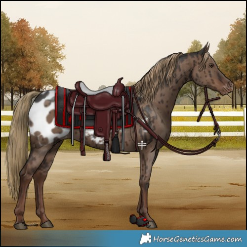 Horse Color:Liver Red Dun Appaloosa Brindle