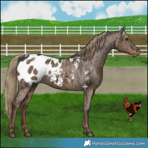 Horse Color:Liver Red Dun Blanket Brindle 