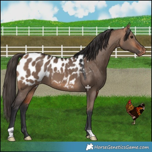 Horse Color:Bay Dun Near Leopard 