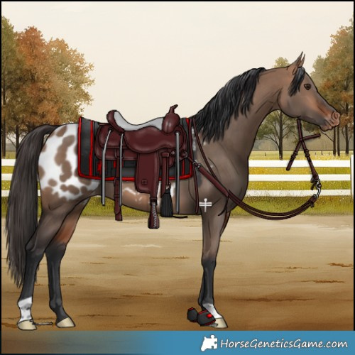 Horse Color:Bay Dun Appaloosa