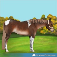 Horse Color:Liver Chestnut Tobiano Rabicano 