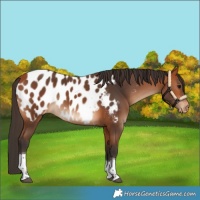 Horse Color:Bay Tobiano Near Leopard Rabicano 