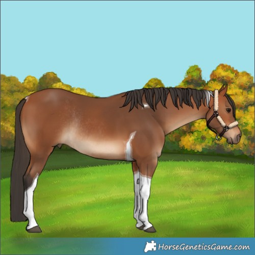 Horse Color:Bay Tobiano Rabicano