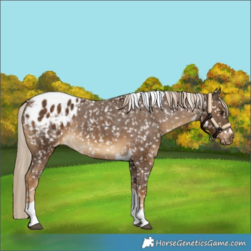 Horse Color:Chocolate Palomino Tobiano Blanket Rabicano