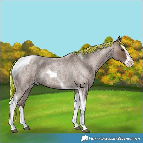Horse Color:Painted Silver Blue Roan Splash Tobiano