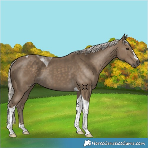 Horse Color:Silver Smoky Black Tobiano