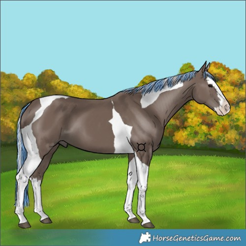 Horse Color:Painted Silver Black Splash Tobiano 