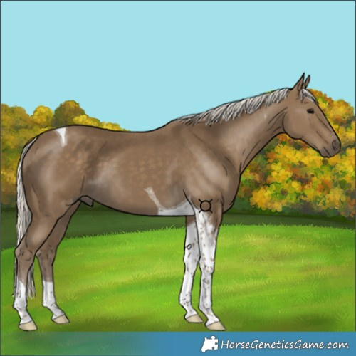 Horse Color:Silver Smoky Black Tobiano