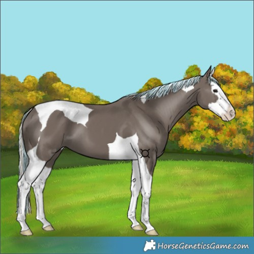Horse Color:Painted Silver Smoky Black Splash Tobiano 