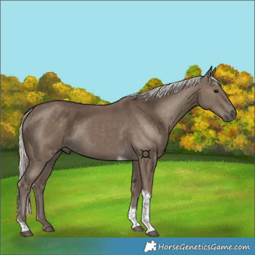 Horse Color:Silver Smoky Black Tobiano 