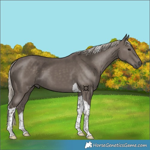 Horse Color:Silver Smoky Black Tobiano 