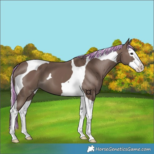 Horse Color:Painted Silver Black Splash Tobiano