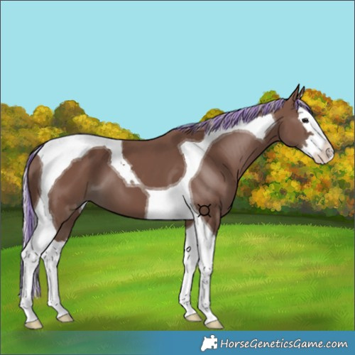 Horse Color:Painted Silver Black Splash Tobiano