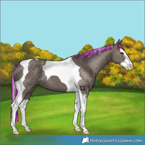 Horse Color:Painted Silver Black Splash Tobiano