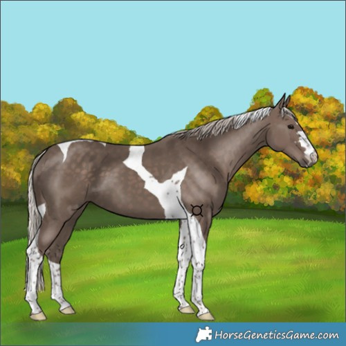 Horse Color:Silver Black Tobiano