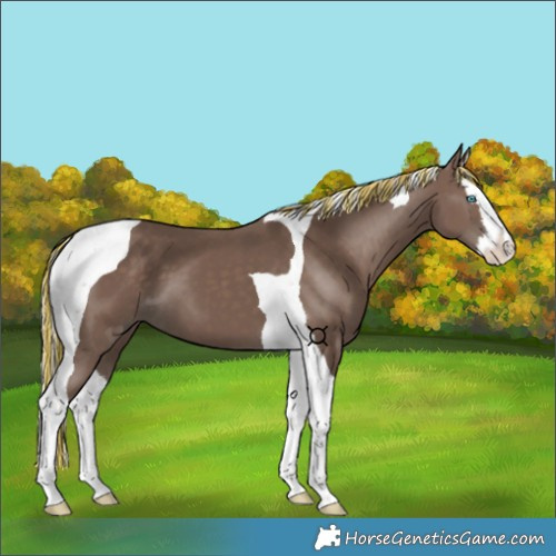 Horse Color:Painted Silver Black Splash Tobiano