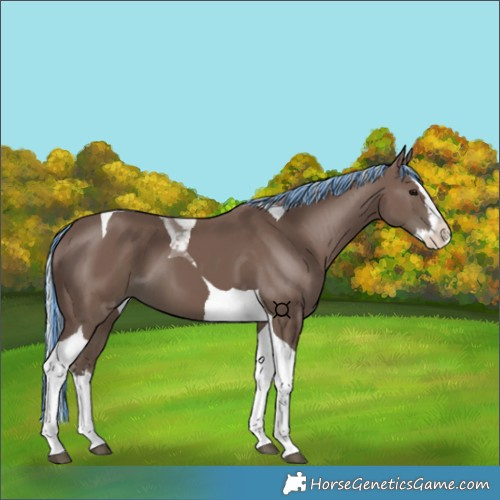 Horse Color:Painted Silver Black Splash Tobiano 