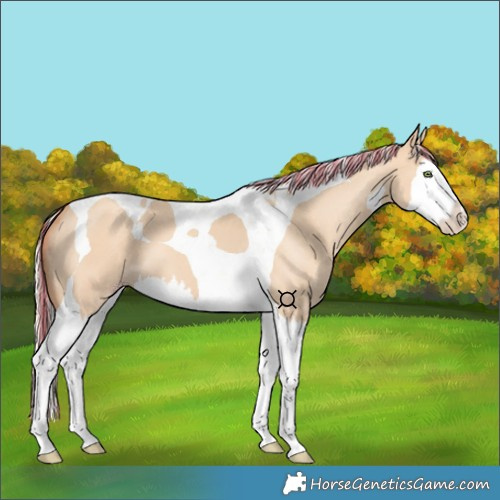 Horse Color:Painted Silver Classic Champagne Dun Splash Tobiano