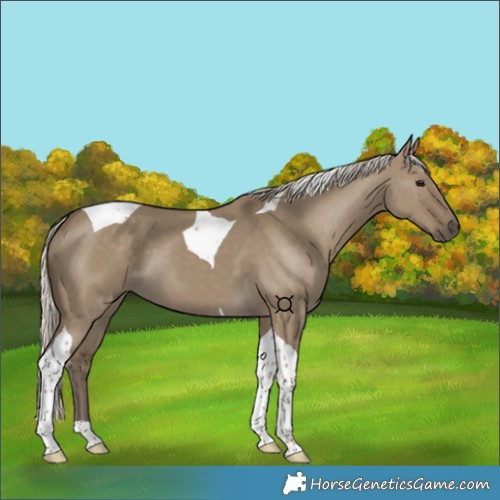 Horse Color:Silver Smoky Grullo Tobiano 