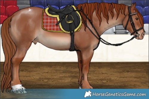Horse Color:Chestnut Appaloosa 