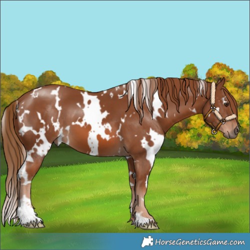 Horse Color:White Spotted Chestnut