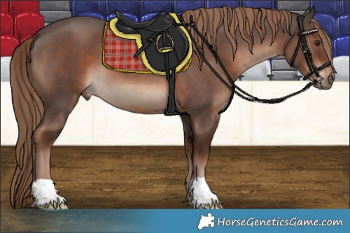 Horse Color:Liver Chestnut 