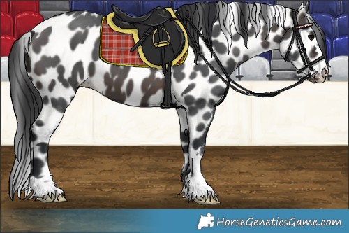 Horse Color:Brown Appaloosa 