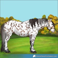 Horse Color:Bay Near Leopard