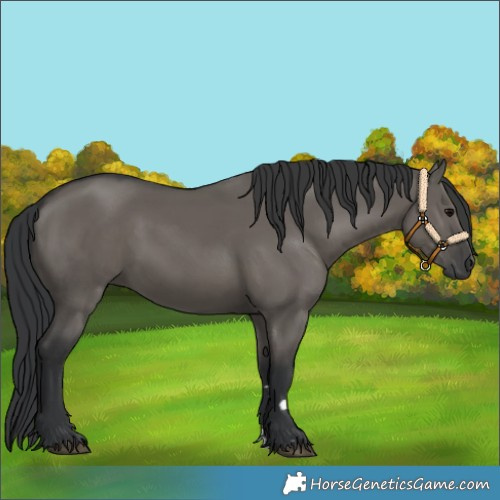 Horse Color:Grullo 