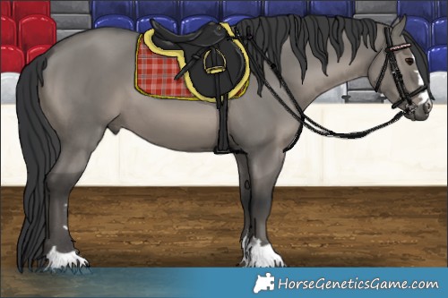 Horse Color:Grullo 