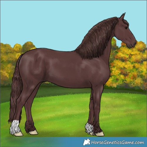 Horse Color:Chocolate Black 