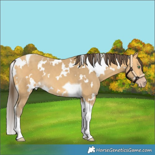 Horse Color:White Spotted Amber Cream Champagne Tobiano