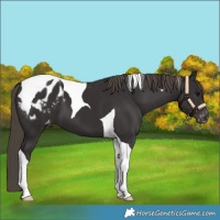 Horse Color:Smoky Black Tobiano Blanket