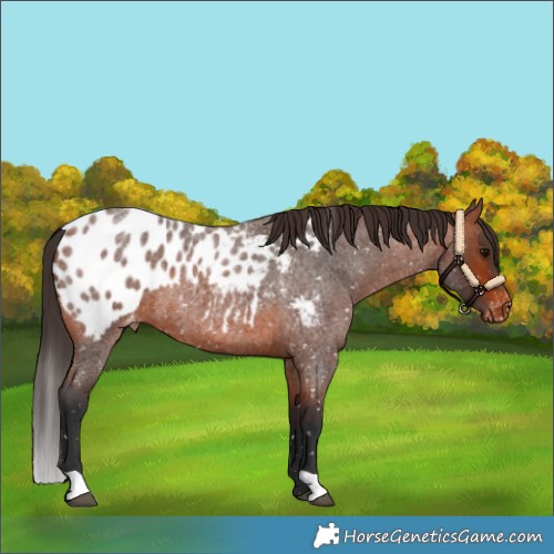 Horse Color:Bay Roan Appaloosa