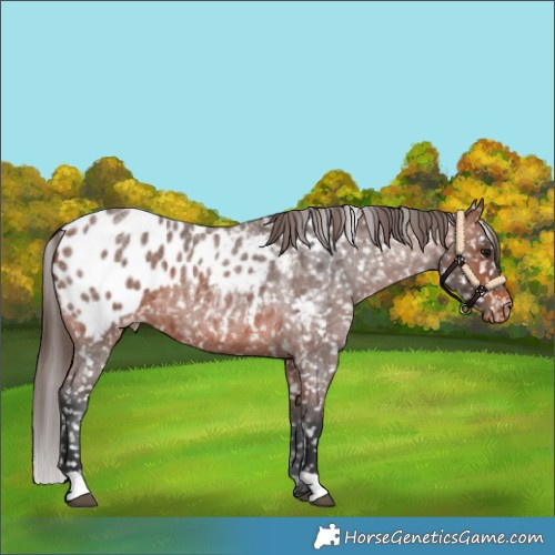 Horse Color:Bay Roan Blanket