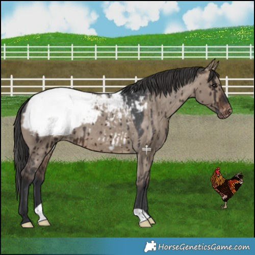 Horse Color:Brown Dun Snowcap Brindle