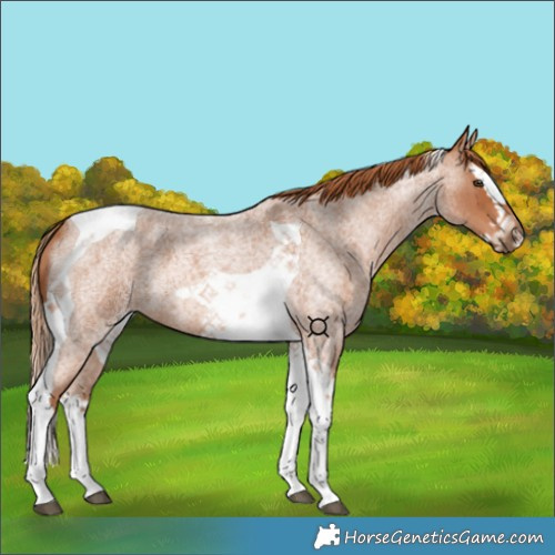 Horse Color:Red Roan Splash Tobiano 