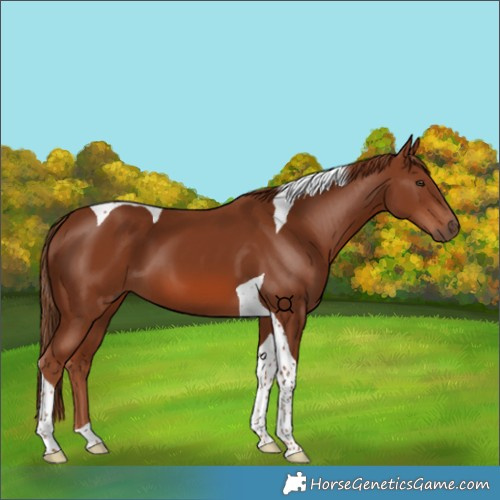 Horse Color:Chestnut Tobiano 