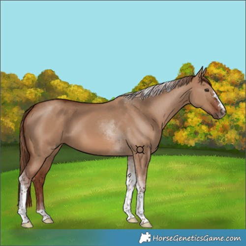Horse Color:Red Dun Tobiano 