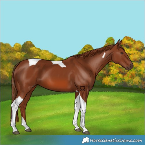 Horse Color:Chestnut Tobiano 