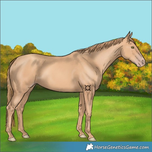 Horse Color:Gold Champagne 