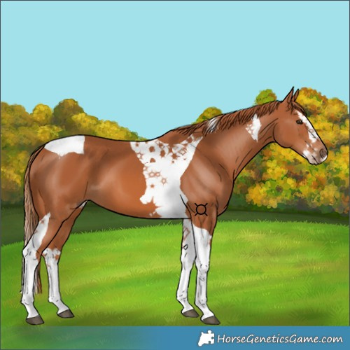 Horse Color:Chestnut Splash Tobiano 