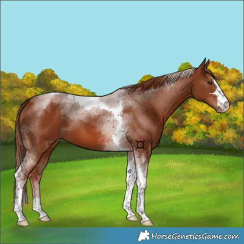 Horse Color:Chestnut Tobiano 