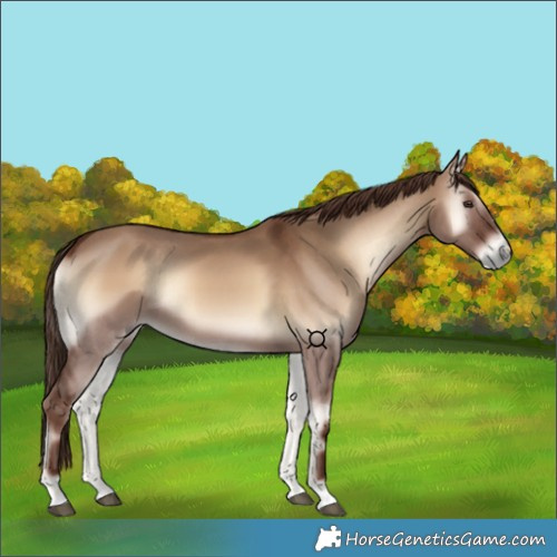 Horse Color:Red Dun Onyx 