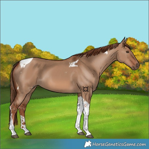 Horse Color:Red Dun Tobiano 