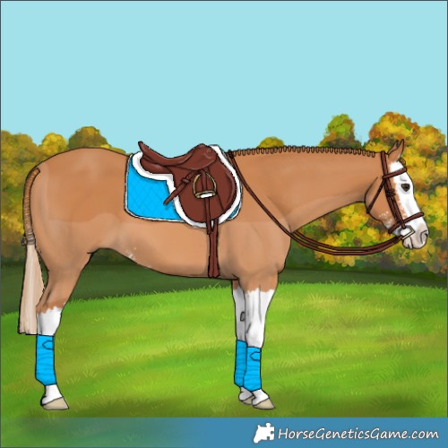Horse Color:Chestnut Sabino Splash 