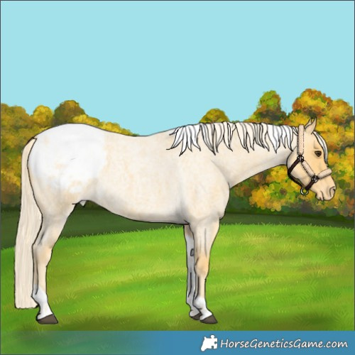 Horse Color:Palomino Roan Tobiano Snowcap 