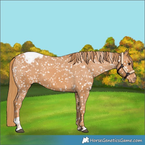 Horse Color:Chestnut Tobiano Snowflake VarnishRabicano
