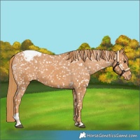 Horse Color:Chestnut Tobiano Snowflake VarnishRabicano 