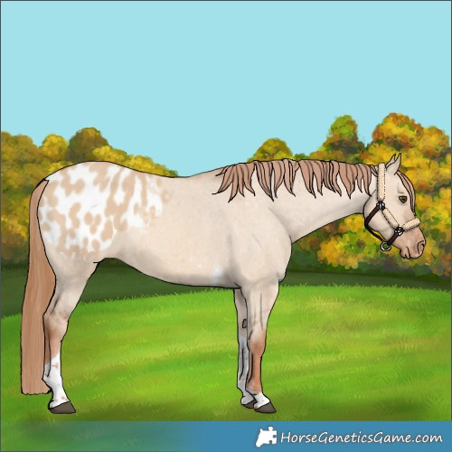 Horse Color:Red Dun Tobiano Blanket Rabicano